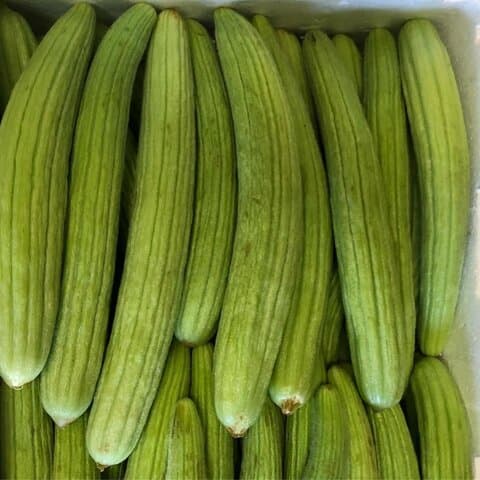 تصویر 5 از قیمت خرید خیار چنبر بزرگ + فروش ویژه